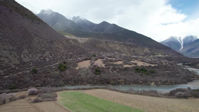 Drone view of village in Bomi County, Nyingchi, Tibet, China. Beautiful pink peach blossoms with snow covered mountains and agriculture field. 4k real time footage, travel concept.