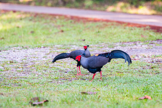 Pair of Siamese Fireback Pheasants Foraging on Green Grass
