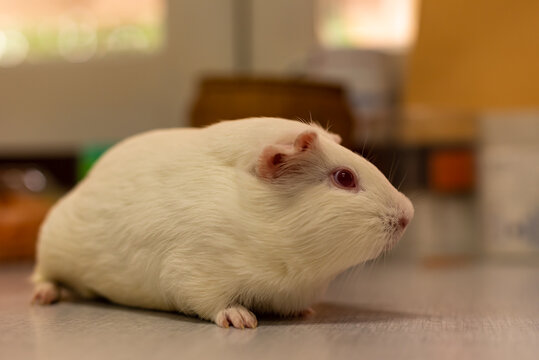 Close-up Portrait of a Cute White Guinea Pig with Red Eyes