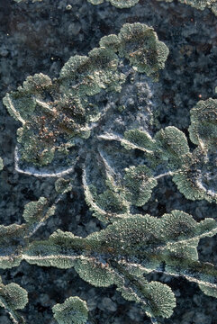 Abstract close-up of green lichen on dark stone