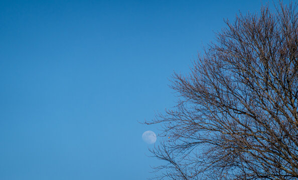 Moon in a clear blue sky with bare winter tree