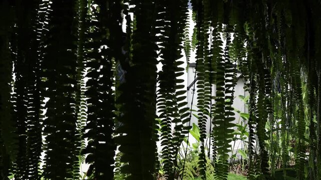 plants ferns plant fern hanging in historic passageway hallway colonial building yard terrace hotel living wall design scenic drape hang Lush hanging ferns frame a modern tropical courtyard with white