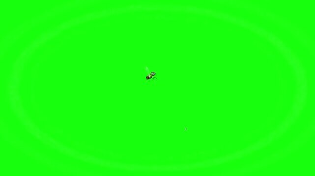 House fly Mosquitoes Swarm of flies bee flying 3d animation Green Screen Chroma Key Alpha Channel. UHD Video