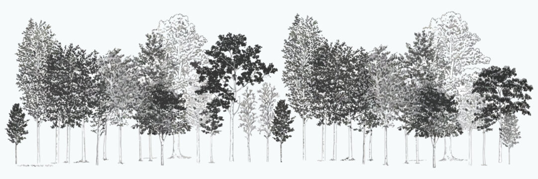 Architectural CAD Tree Line Drawing Set, Minimal Style Wetland Forest Sections, Side View Outline Elements for Landscape Design Plans, Clean Vector Illustration Collection in Separate Editable Layers