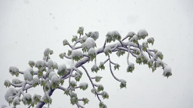 Snow falling on green tree leaves in spring, heavy snowfall, abnormal weather, sudden winter, climate change concept.