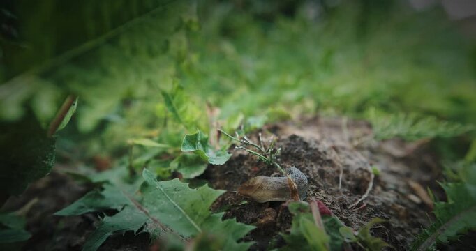 Deroceras agreste is a species of air-breathing land slug in the family Agriolimacidae.