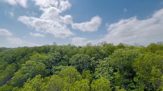 Tropical mangrove forest natural