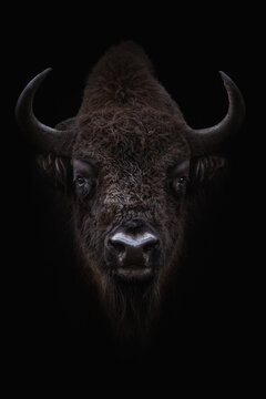 Dramatic bison portrait in darkness with deep shadows
