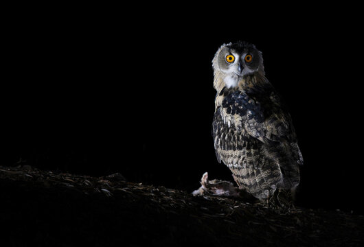 Nocturnal owl in shadowy darkness on forest floor