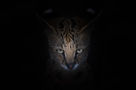 Shadowy wildcat face emerging from darkness at night