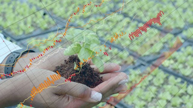 Female hands holding seedling and activating animated graphs rising over trays for nursery data