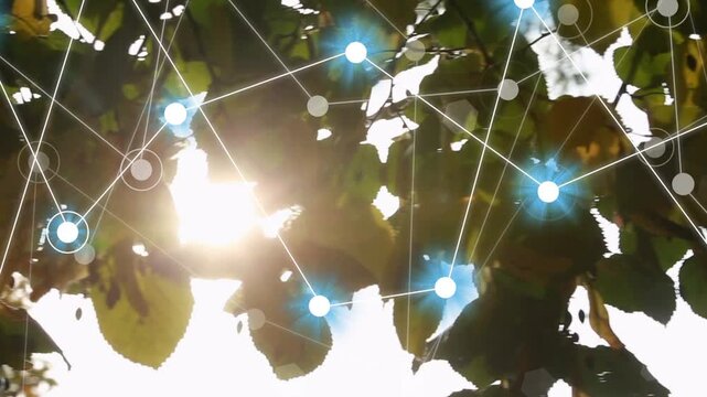 Sun flare entering initiating network overlay nodes pulsing over tree canopy showing connections
