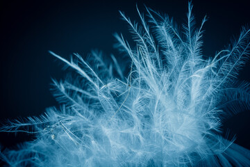 Delicate blue feather close-up against dark background. © Letitia