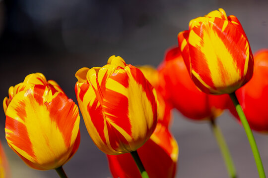 Selective focus of red orange with yellow stripes of flowers, Tulips are plants of the genus Tulipa, Spring-blooming perennial herbaceous bulbiferous geophytes, Natural floral background, Netherlands.