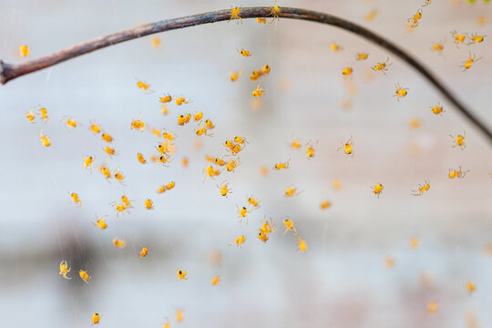 Araneus diadematus. Garden or cross spider, tiny spiderlings.