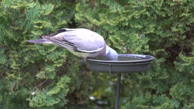 wood pigeon at the birdbath