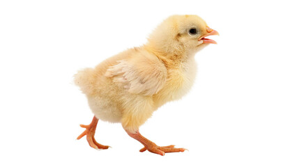  small yellow chick walks isolated on transparent background cut out © AAAstock2025