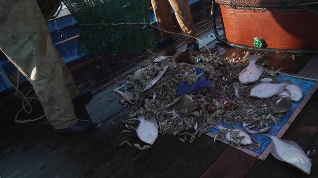 Massive catch of fresh fish being poured from a net onto the boat deck [4K]
