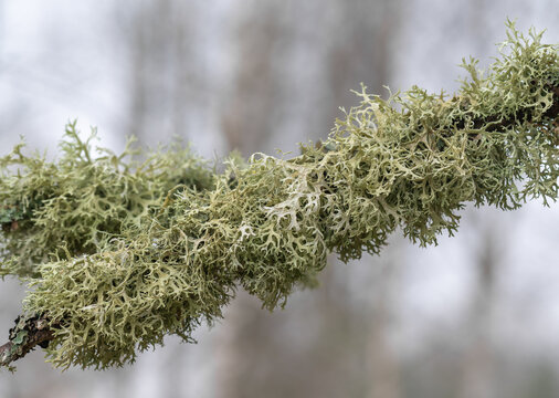 Lichen (Evernia prunastri) on the branch of tree.