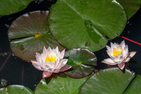 Lotus flowers on the West Lake, UNESCO, Hangzhou, Zhejiang Province, China