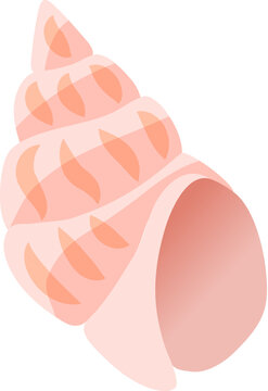 Pink conch