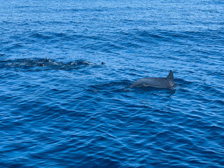Single dolphin swimming across calm blue sea © TravelStock Prod