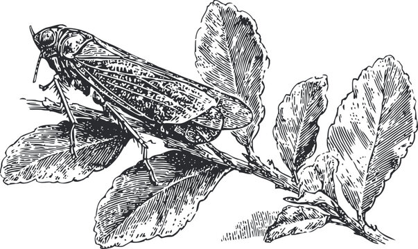grasshopper sitting on branch with leaves detailed black and white insect illustration