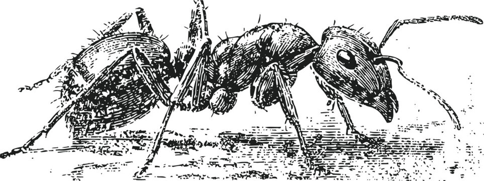 detailed black and white illustration of an ant walking with segmented body and textured legs