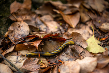 Obraz premium Anadenobolus monilicornis has black and yellow stripes. This millipede is also known as the yellow-banded millipede