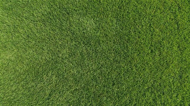 Close-up of vibrant green grass texture with natural sunlight for seamless background design