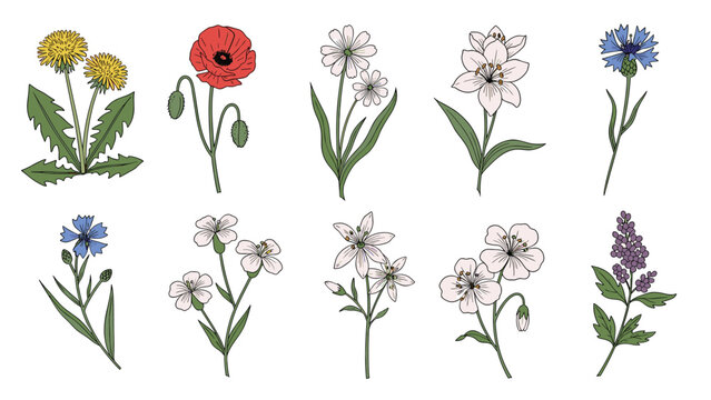Detailed botanical illustration of various colorful wildflowers including dandelions, poppies, lilies, and cornflowers on a white background.