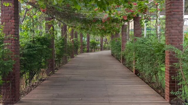 Beautiful wooden walkway path under lush green vine trellis with brick pillars in a garden