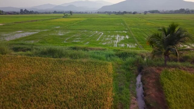 High quality 4K 60fps drone footage flying low over expansive green and golden rice fields in rural Thailand. The shot reveals palm trees and a small irrigation canal cutting through the crops, with f