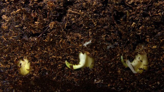 Seedlings corn sprouting early. Gentle morning lighting highlights delicate seedling growth process. Close view of tender seedlings breaking through soil with lush green stems and curled white leaves