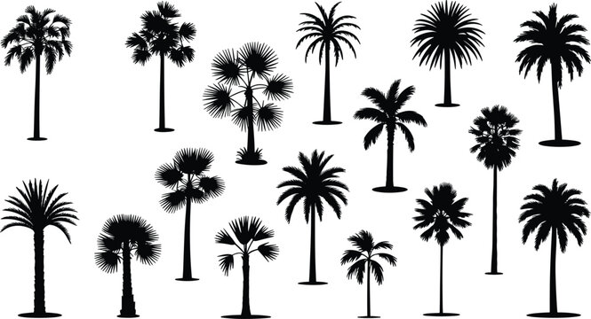 Palm tree silhouette collection tropical coconut plants beach jungle nature vector botanical set design illustration pack