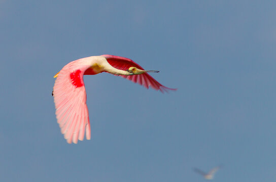 Roseate spoonbills in Terrebonne Bay