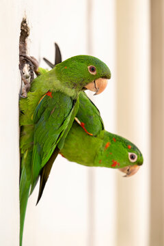 Beautiful green White-eyed Parakeets hanging on building side