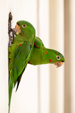 Beautiful green White-eyed Parakeets hanging on building side
