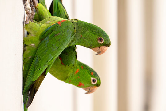 Beautiful green White-eyed Parakeets hanging on building side
