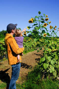 Dad pointing and showing Daughter tall sunflower on Farm