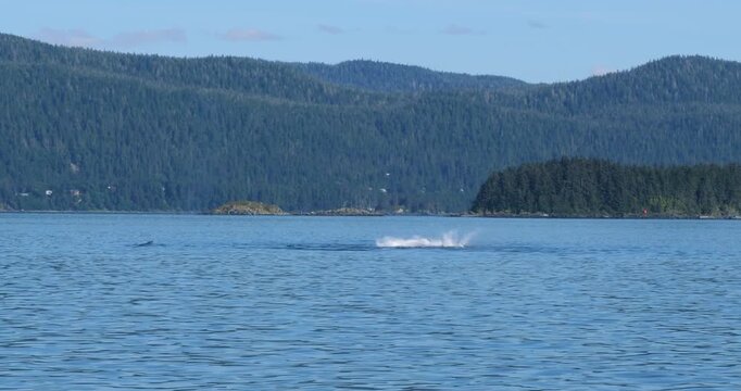 Humpback whale slapping the water with her tail.Humpback whale behavior, Alaska.