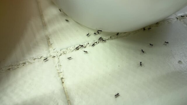 Ants trail along tile floor indoors in natural sunlight, busy activity