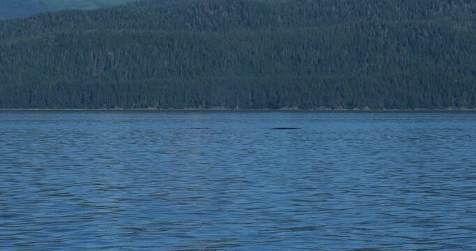 Humpback whales surfacing to breathe.Whale Watching in Juneau, Alaska