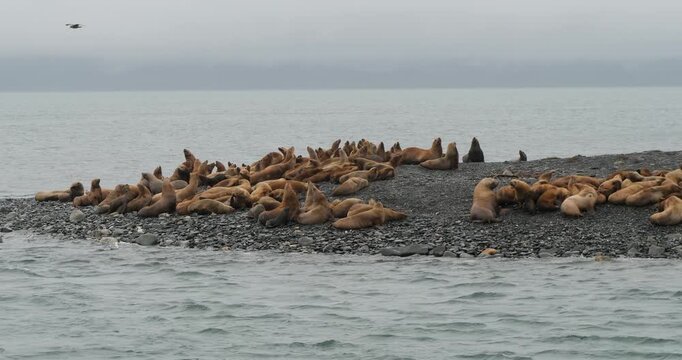 Steller sea lions fighting for a spot on the beach of an island in Alaska.