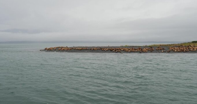Big colony of Steller sea lions on the shore of a island in Alaska.