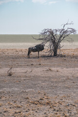 Naklejka premium gnu antelope near tree