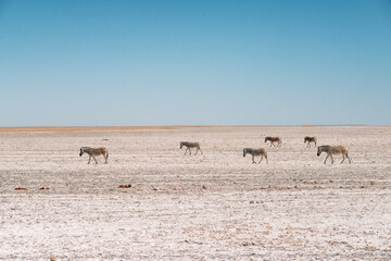 Naklejka premium many zebras in desert