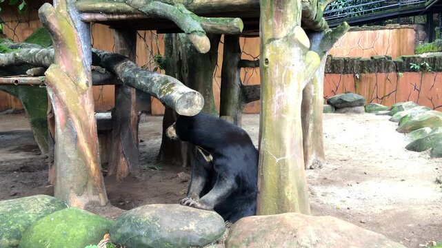 Sun bear sitting on the rocks in a zoo enclosure