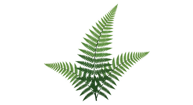 Green Fern Leaf Vector Illustration Isolated on White Background