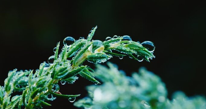 Gouttes d'eau sur une plantes